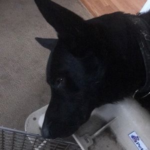 Meet your Posher, Thomas